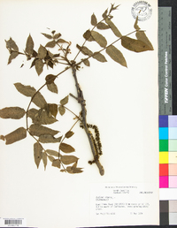 Juglans cinerea image