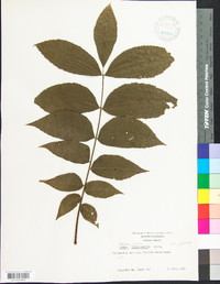 Juglans cinerea image