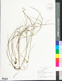 Juncus arcticus image