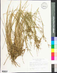 Juncus brevicaudatus image