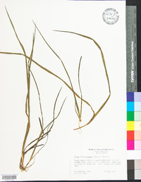 Juncus brevicaudatus image