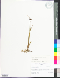 Juncus castaneus subsp. castaneus image