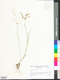 Juncus debilis image