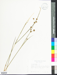 Juncus debilis image