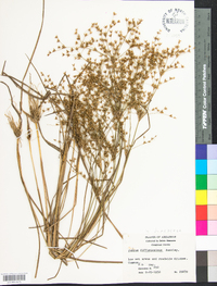 Juncus diffusissimus image