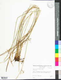 Juncus gymnocarpus image