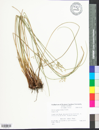 Juncus gymnocarpus image