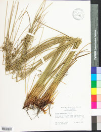 Juncus gymnocarpus image