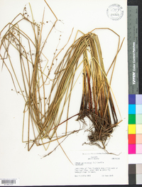 Juncus gymnocarpus image