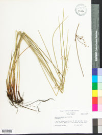 Juncus gymnocarpus image