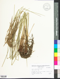 Juncus gymnocarpus image