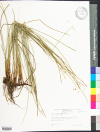 Juncus gymnocarpus image