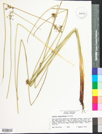 Juncus gymnocarpus image