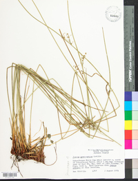 Juncus gymnocarpus image