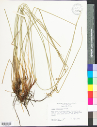 Juncus gymnocarpus image