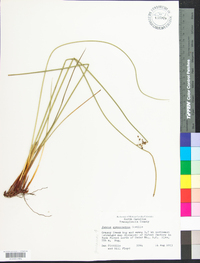 Juncus gymnocarpus image