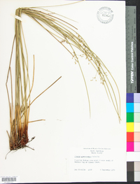 Juncus gymnocarpus image