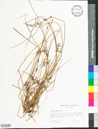 Juncus gymnocarpus image