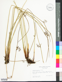 Juncus gymnocarpus image