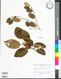 Amelanchier arborea var. austromontana image