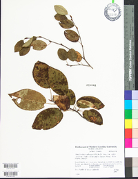 Amelanchier laevis image