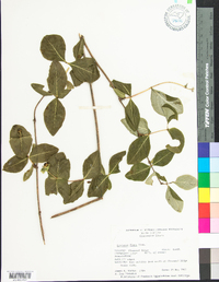 Lonicera flava image