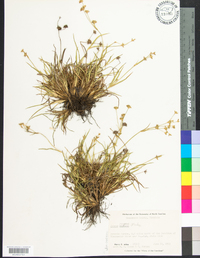 Juncus repens image