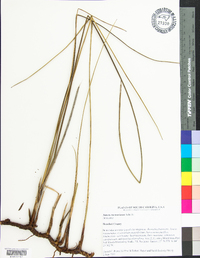 Juncus roemerianus image