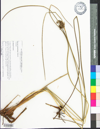 Juncus roemerianus image