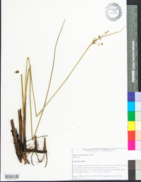 Juncus roemerianus image