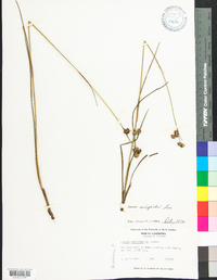 Juncus scirpoides image