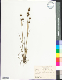 Juncus scirpoides image