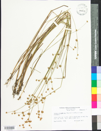 Juncus subcaudatus image