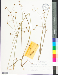 Juncus subcaudatus image