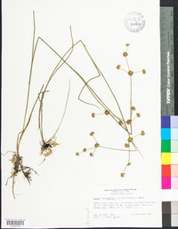 Juncus subcaudatus image