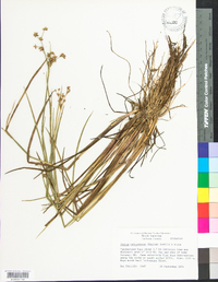 Juncus subcaudatus image