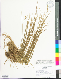 Juncus subcaudatus image