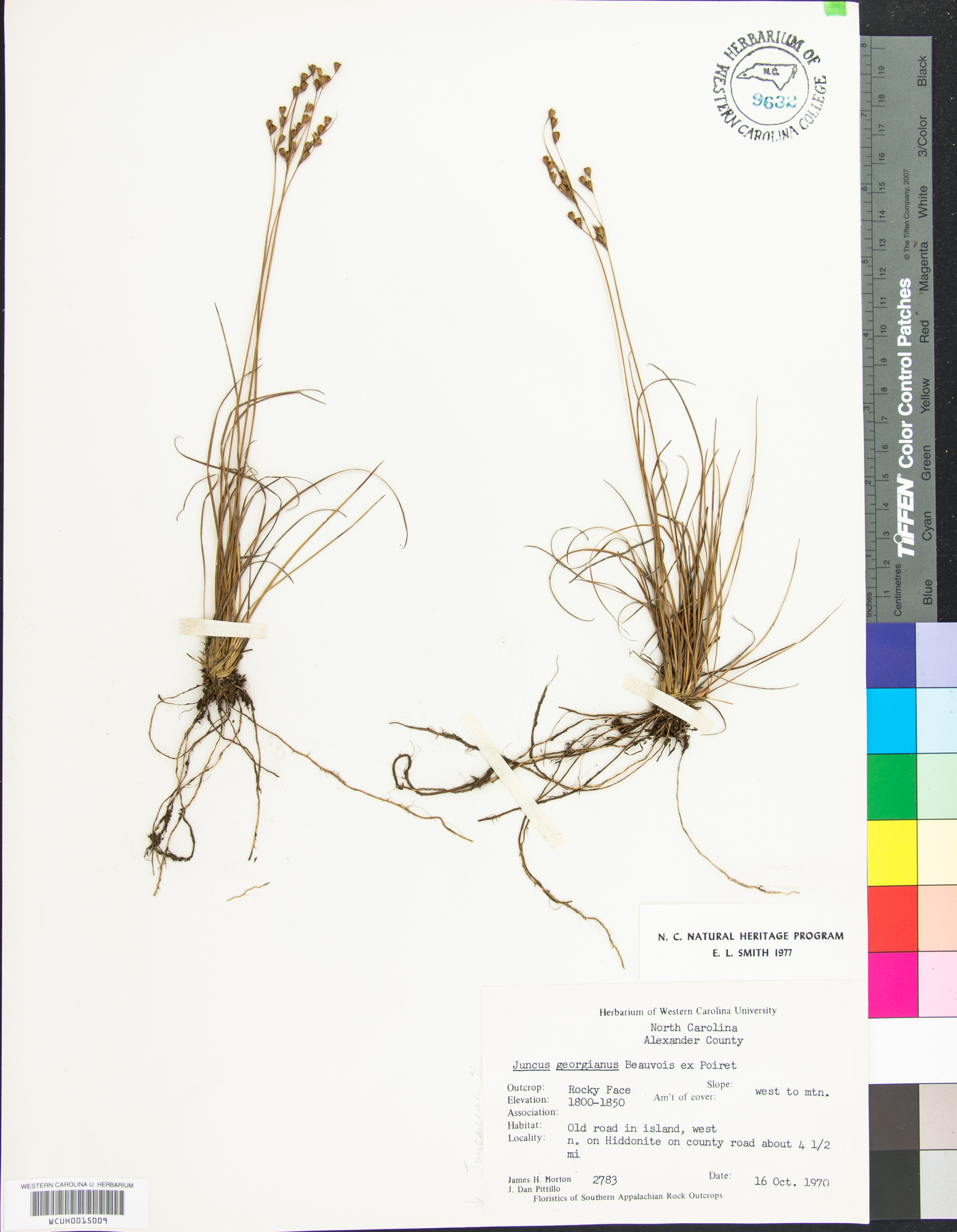 Juncus georgianus image