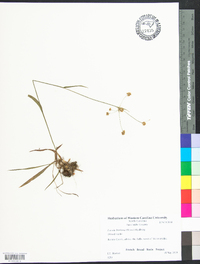 Luzula bulbosa image