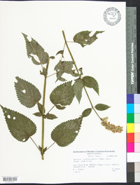 Agastache scrophulariifolia image