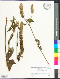 Agastache scrophulariifolia image