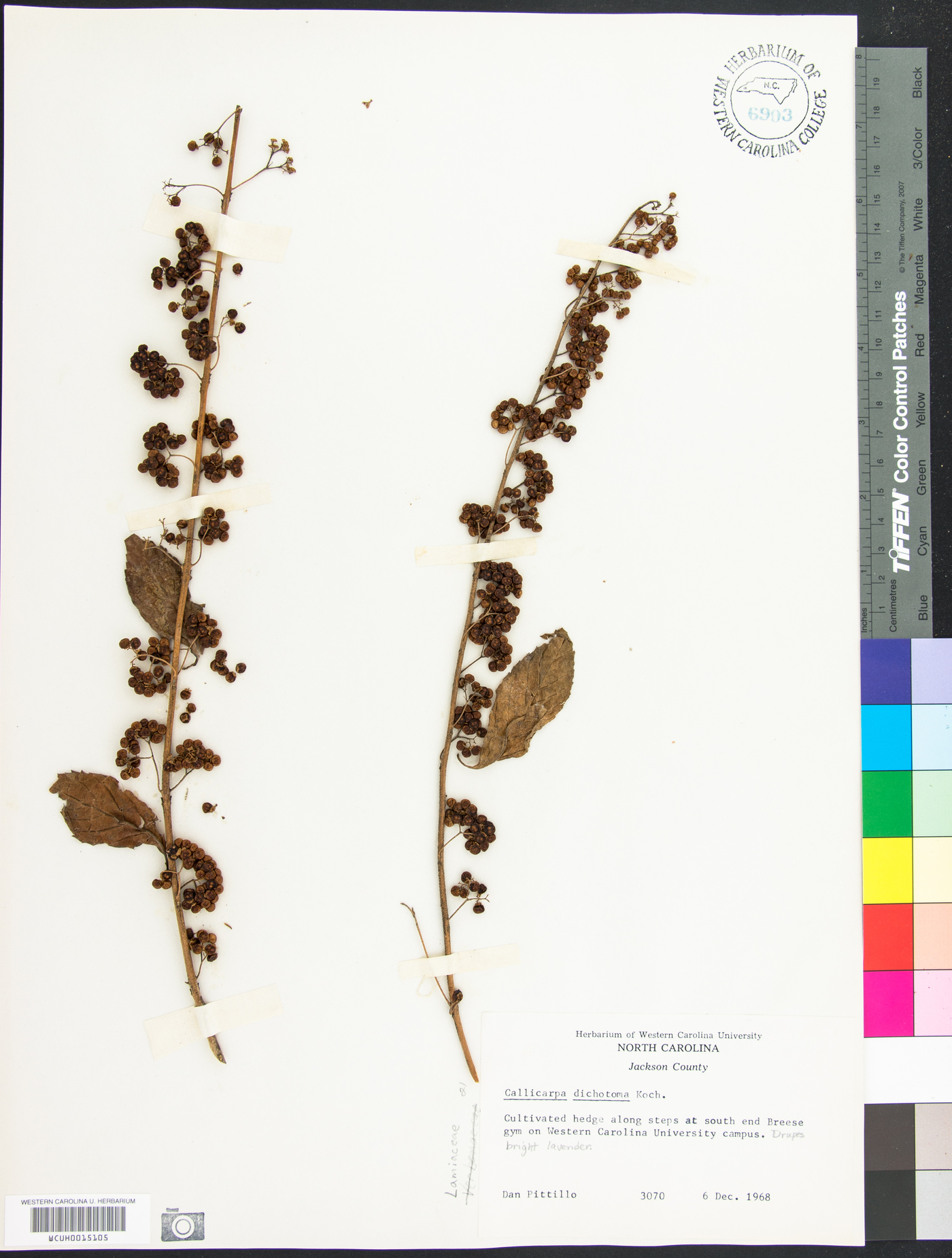 Callicarpa dichotoma image