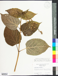 Collinsonia canadensis image