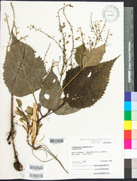 Collinsonia canadensis image