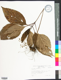 Collinsonia canadensis image