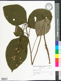 Collinsonia canadensis image