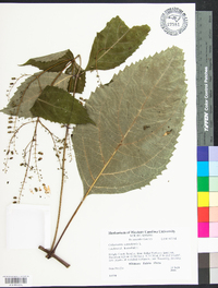 Collinsonia canadensis image