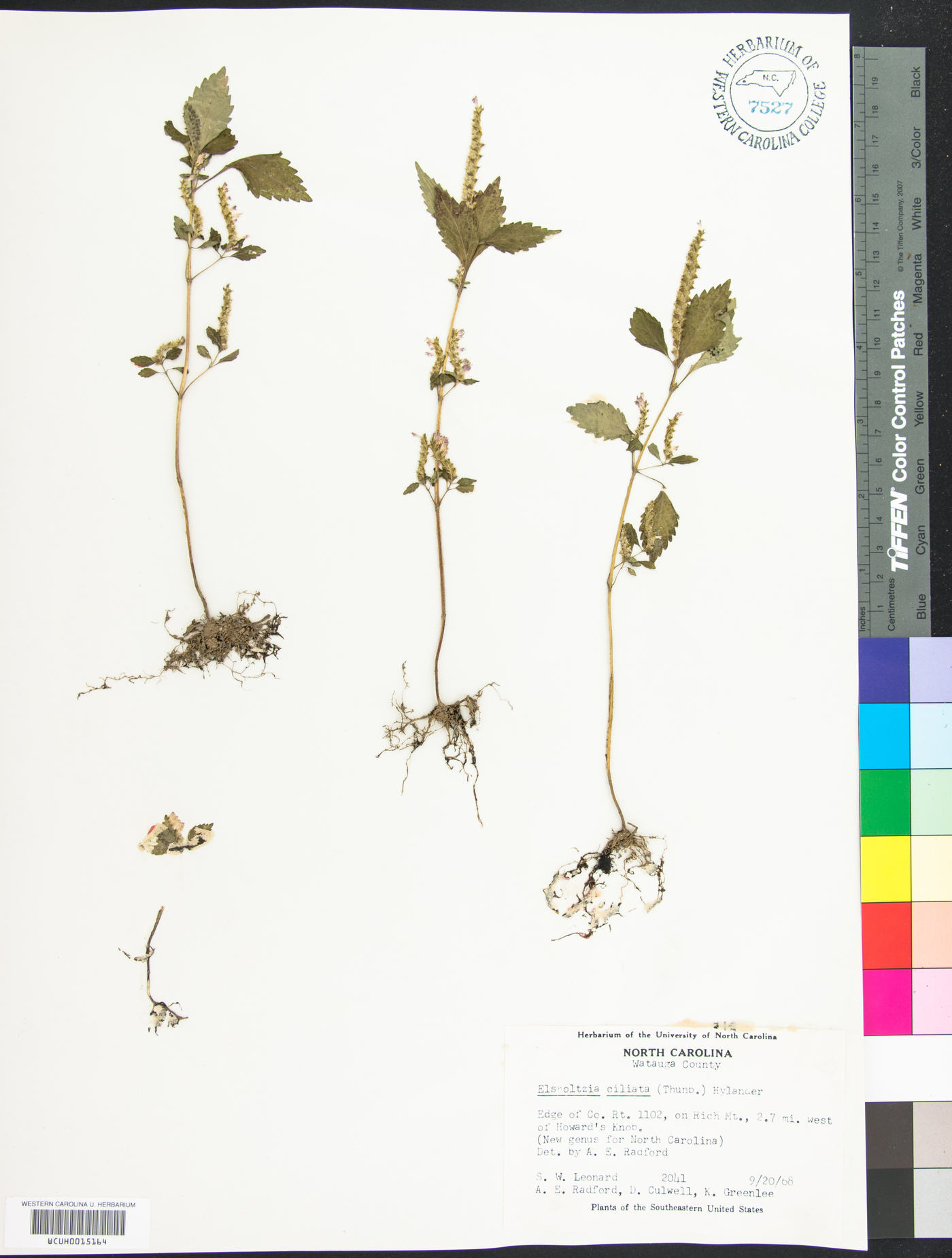Elsholtzia ciliata image