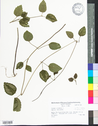 Lamium maculatum image