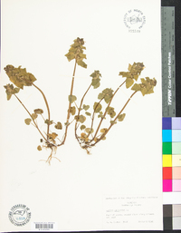 Lamium purpureum image